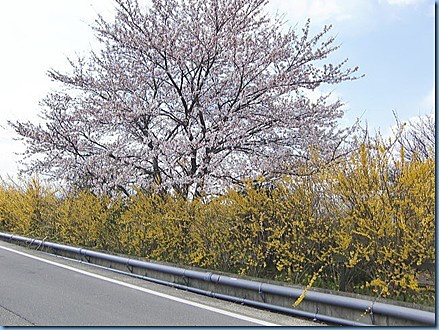 道路側から見た満開の桜